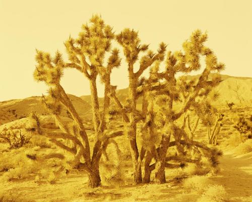 Joshua Trees, Gold Butte National Monument - Nevada, 2018