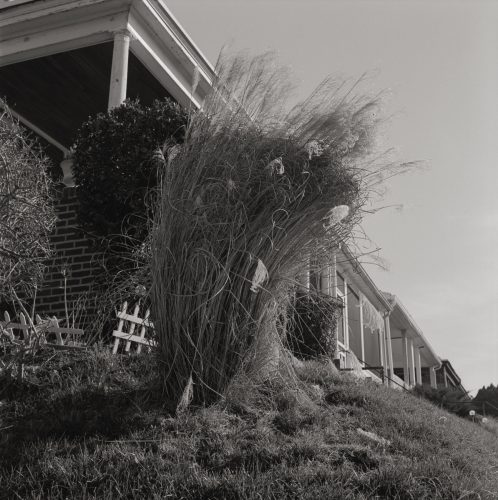 Lawn, Rosedale, 2026