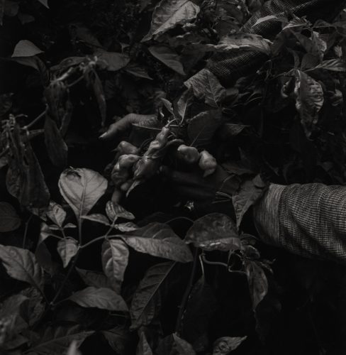 Harvesting Pimentos II, Park Heights Plantation, 2025