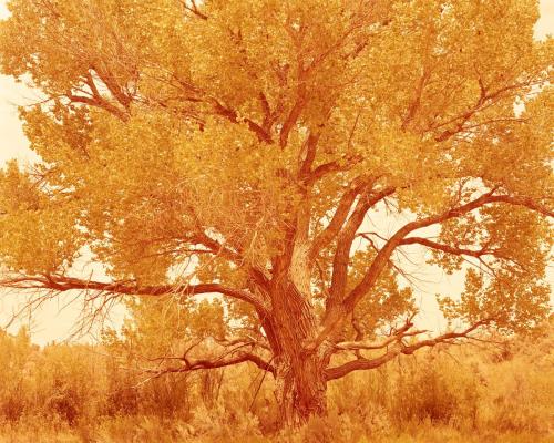 Cottonwood Tree, Summer, Bears Ears National Monument -Utah, 2018