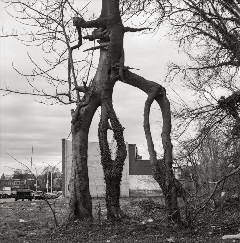 House Tree, Harlem Park, 2026