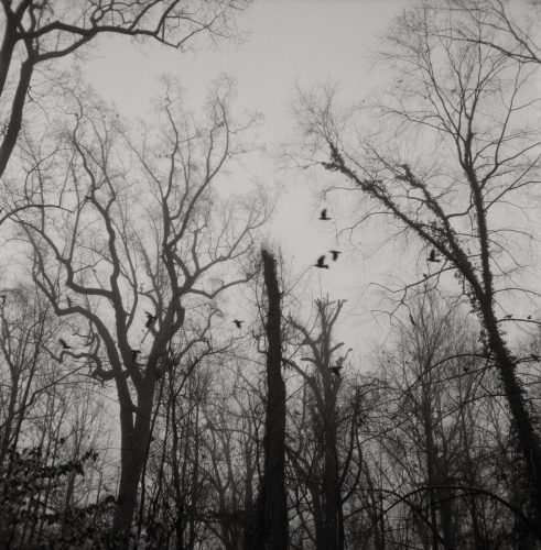 Ravens, Druid Hill, 2026
