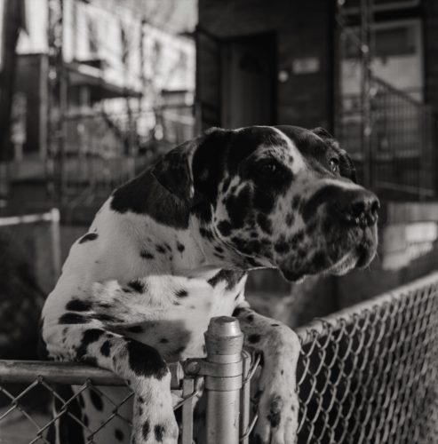 Dalmations House, Edmonson Village, 2026