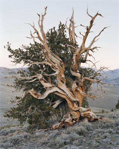 Ancient Bristlecone Pine Forest, California, 2022 ©Mitch Epstein