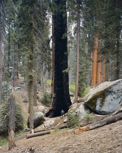 Congress Trail, Sequoia National Park, California, 2021 ©Mitch Epstein