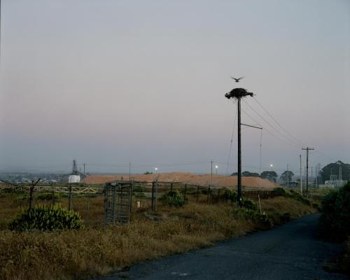 Osprey Nest and Wood Chip Pile, Humboldt County, California, 2024