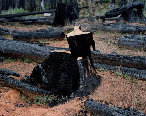 Salvage Cut, Slater Fire Burn Scar, Siskiyou County, California, 2024