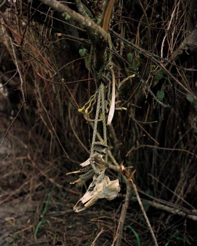 Silt on Skull After Flood, Humboldt County, California, 2024