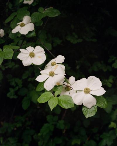 Dogwoods, Humboldt County, California, 2024