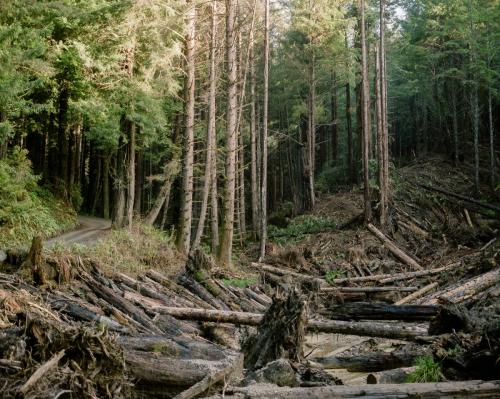 Restoration Work, Humboldt County, California, 2024